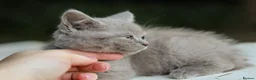 British Shorthair cats for sale: Stunning British Shorthair Kittens 🤍🐈 - Advert 9
