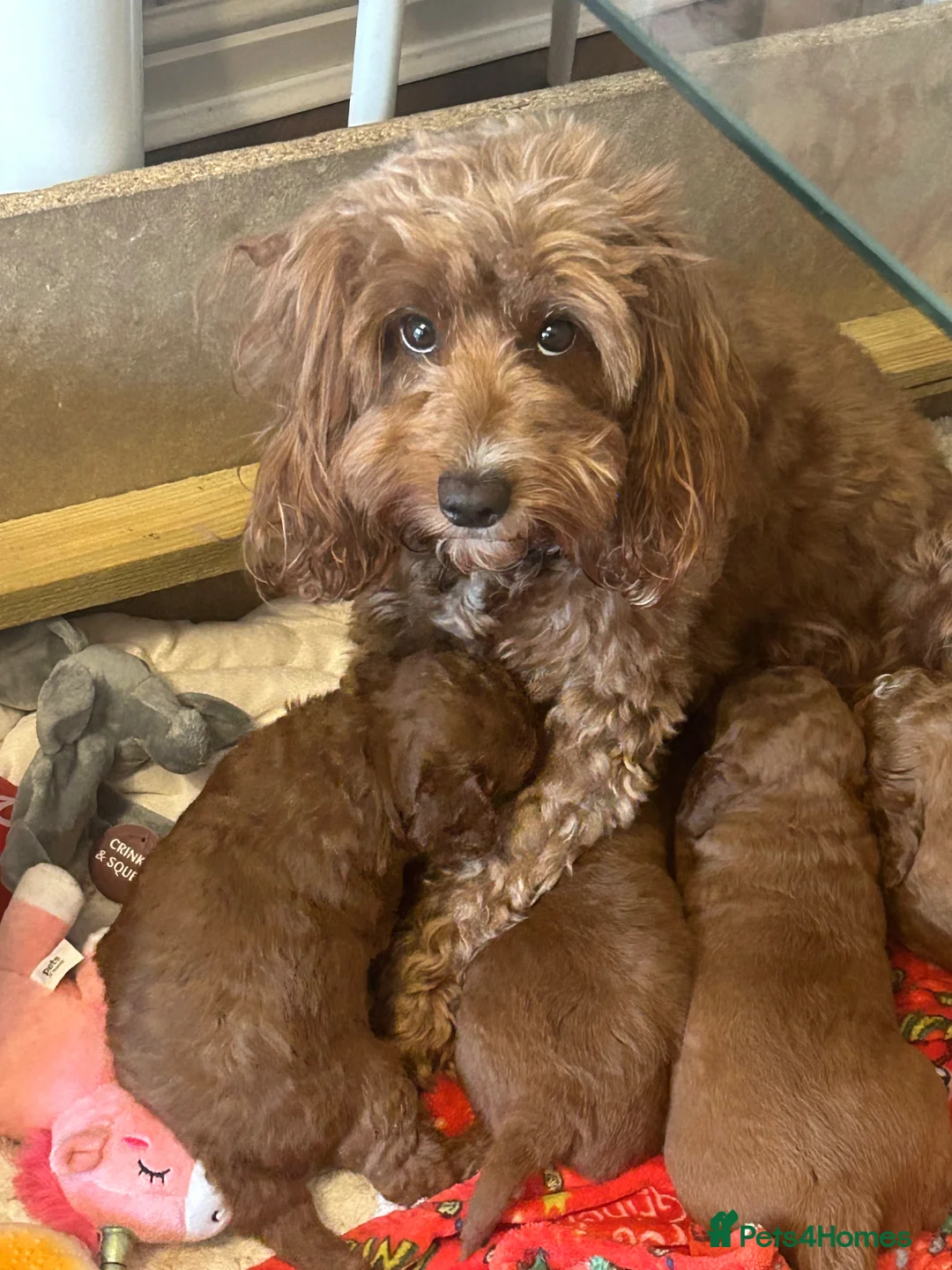 Cockapoo dogs for sale: Cockapoo pups, 1 boy, 1 girl in Middlesbrough - Advert 1