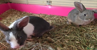 Mixed Breed rabbits - Advert 15