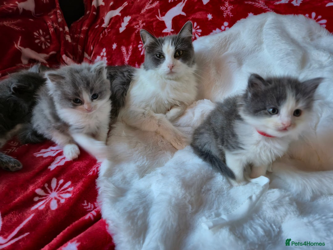 Mixed Breed cats for sale: Ragdoll x - Advert 6