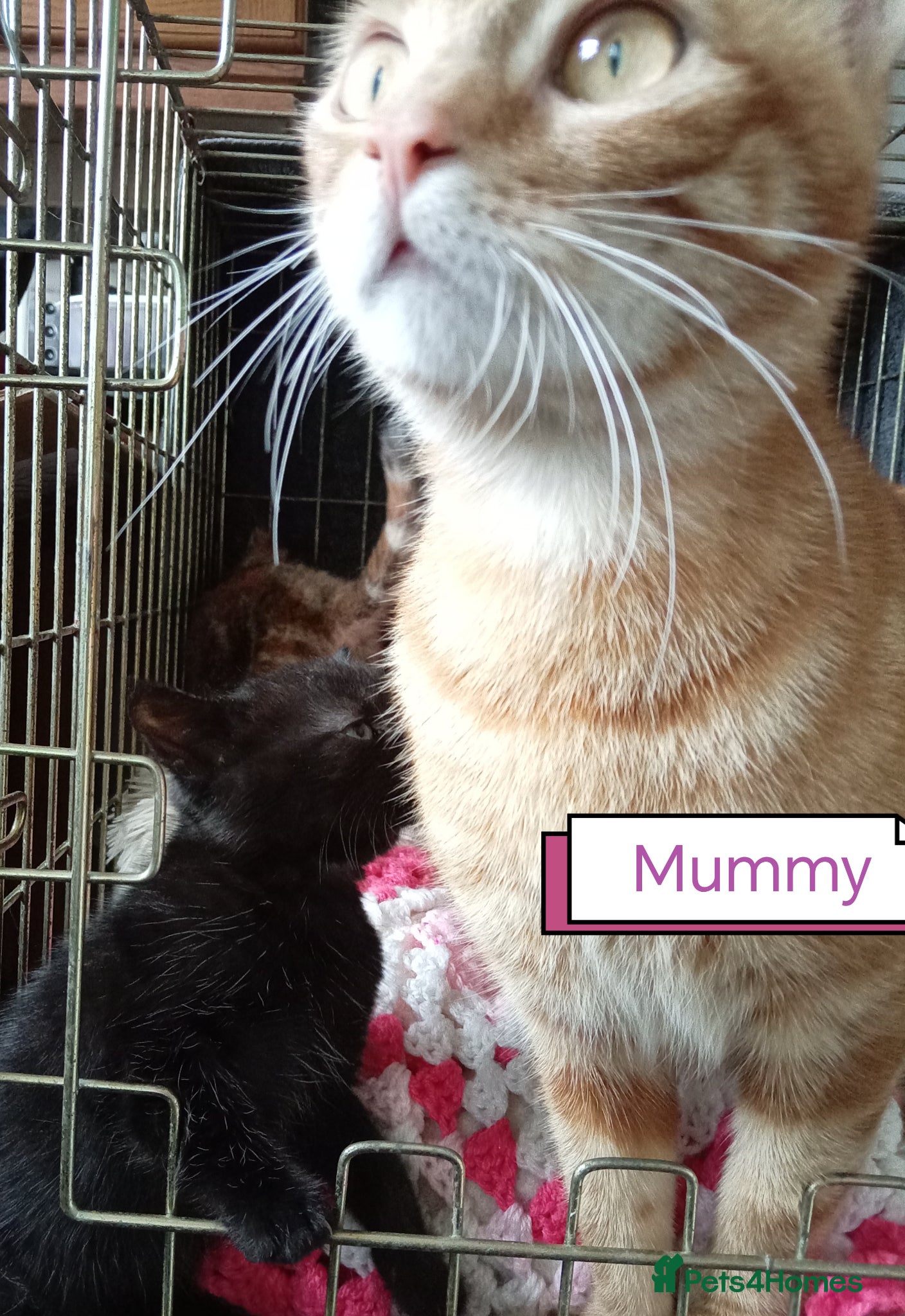 Mixed Breed cats Kittens adorable  - Advert 3