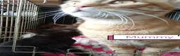 Mixed Breed cats for sale: Kittens adorable  - Advert 1