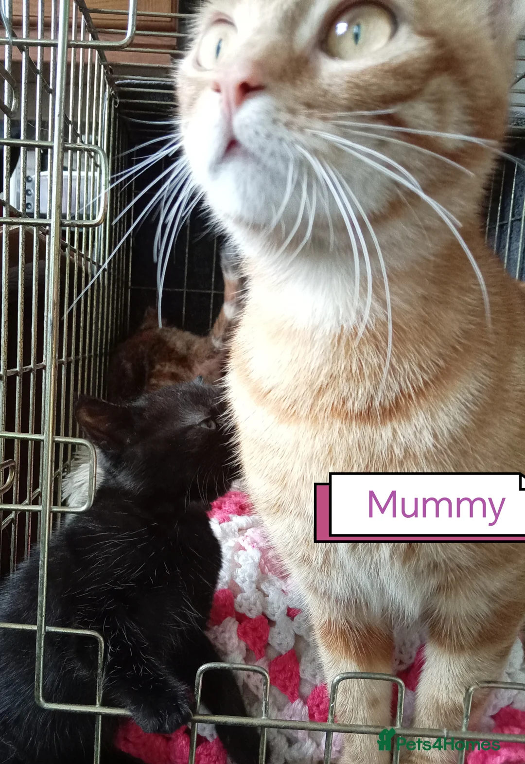 Mixed Breed cats for sale: Kittens adorable  - Advert 1