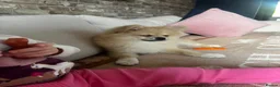 Pomeranian dogs for sale: 18 week old Pomeranian puppy - Advert 5