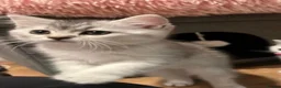British Shorthair cats for sale: Friendly Silver/White British Shorthair Kitten - Advert 1