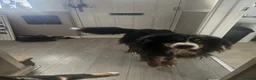 Bernese Mountain Dog dogs for sale: 2 BEAUTIFUL BERNESE BOYS LEFT  - Advert 9