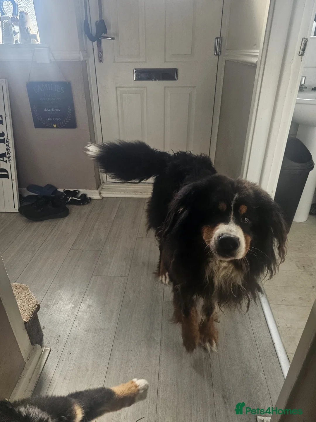 Bernese Mountain Dog dogs for sale: 2 BEAUTIFUL BERNESE BOYS LEFT  - Advert 9