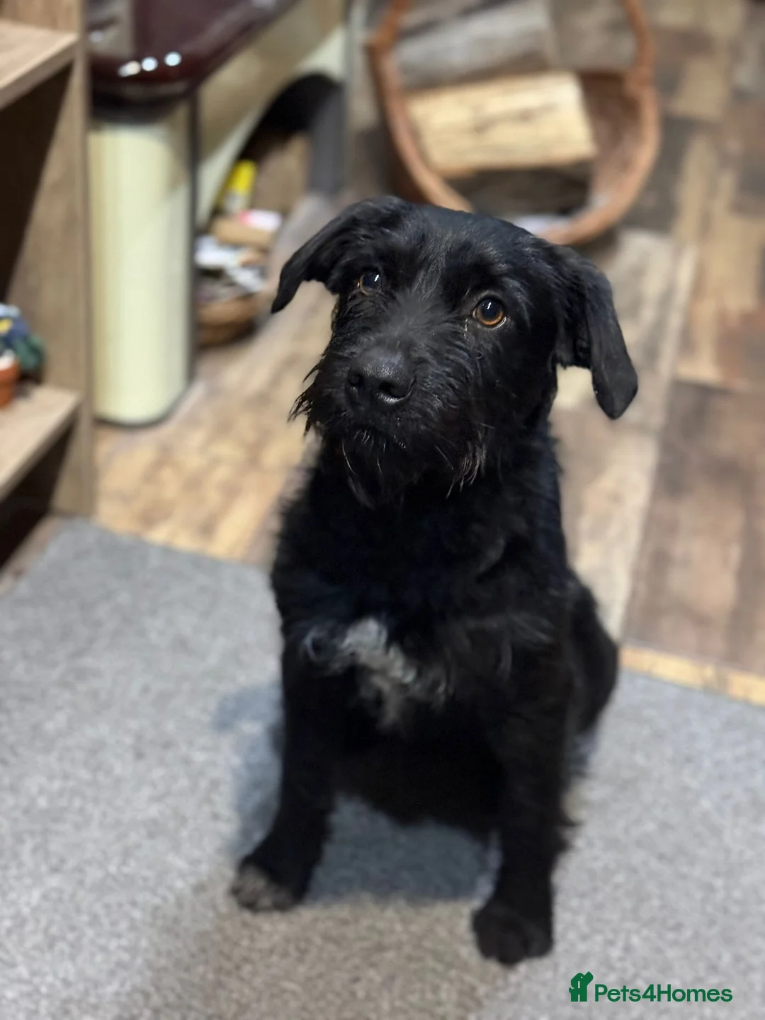Mixed Breed dogs for adoption: LITTLE ARLO LOOKING FOR LOVE - Advert 2