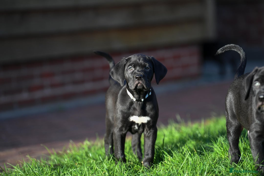 Cane Corso dogs for sale: Cane Corso pups  - Advert 2