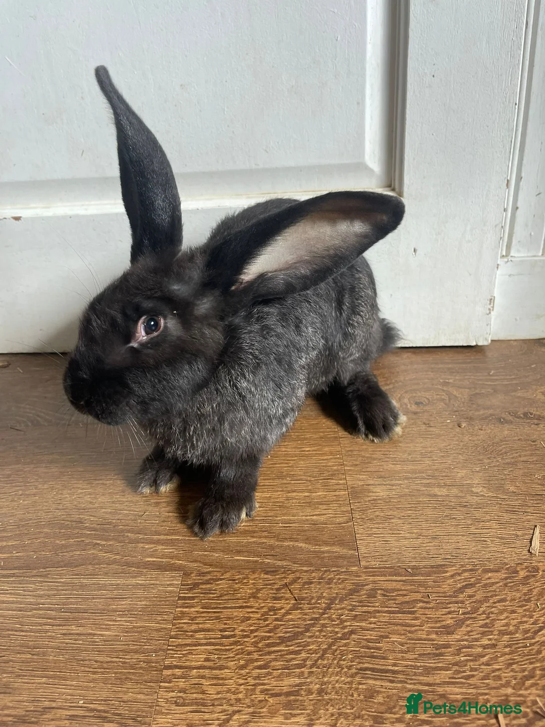 Continental Giant rabbits for sale: Super Gorgeous Continental Giant Rabbits in Aberdeen - Advert 1