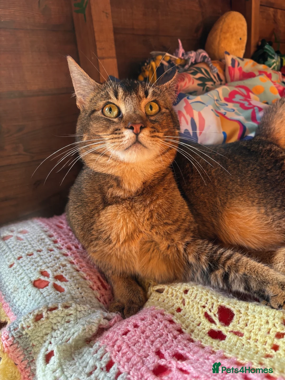 Mixed Breed cats for sale: Polydactyl cross breed boy  in Warrington - Advert 2