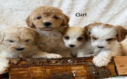 Cavapoo dogs for sale: Cavapoo *Licensed* Ready 2nd Dec. - Advert 11