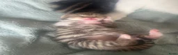 Mixed Breed cats for sale: 7 beautiful kittens ready from a loving home in Huddersfield - Advert 3