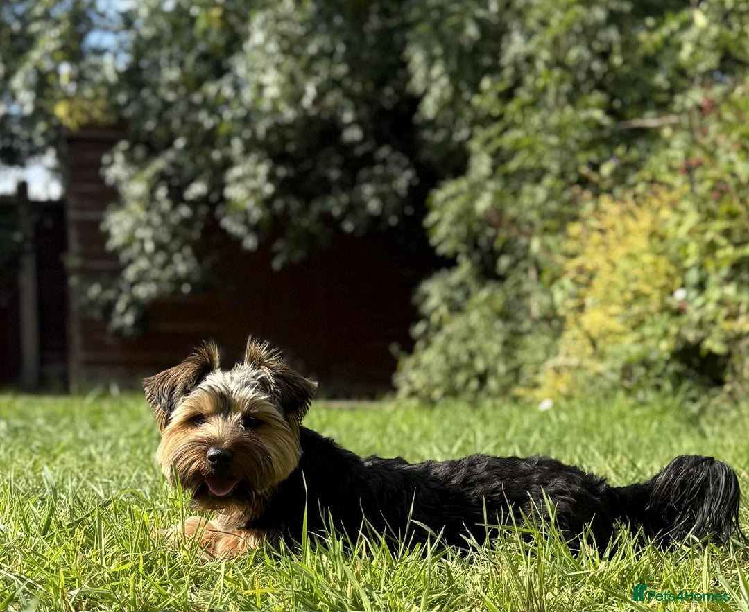 Yorkshire Terrier dogs for stud: Stud Yorshire Terrier - Advert 3