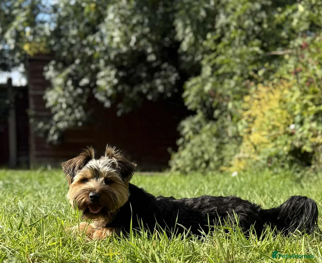Yorkshire Terrier dogs for stud: Stud Yorshire Terrier - Advert 3