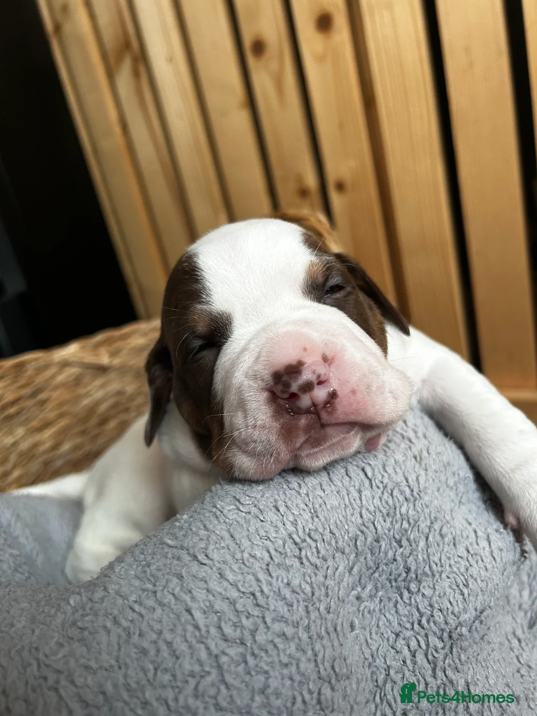 Mixed Breed dogs for sale: Mixed breed dogs  - Advert 5