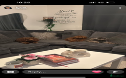 Mixed Breed dogs for sale: Puppies looking for a loving family  - Image 20