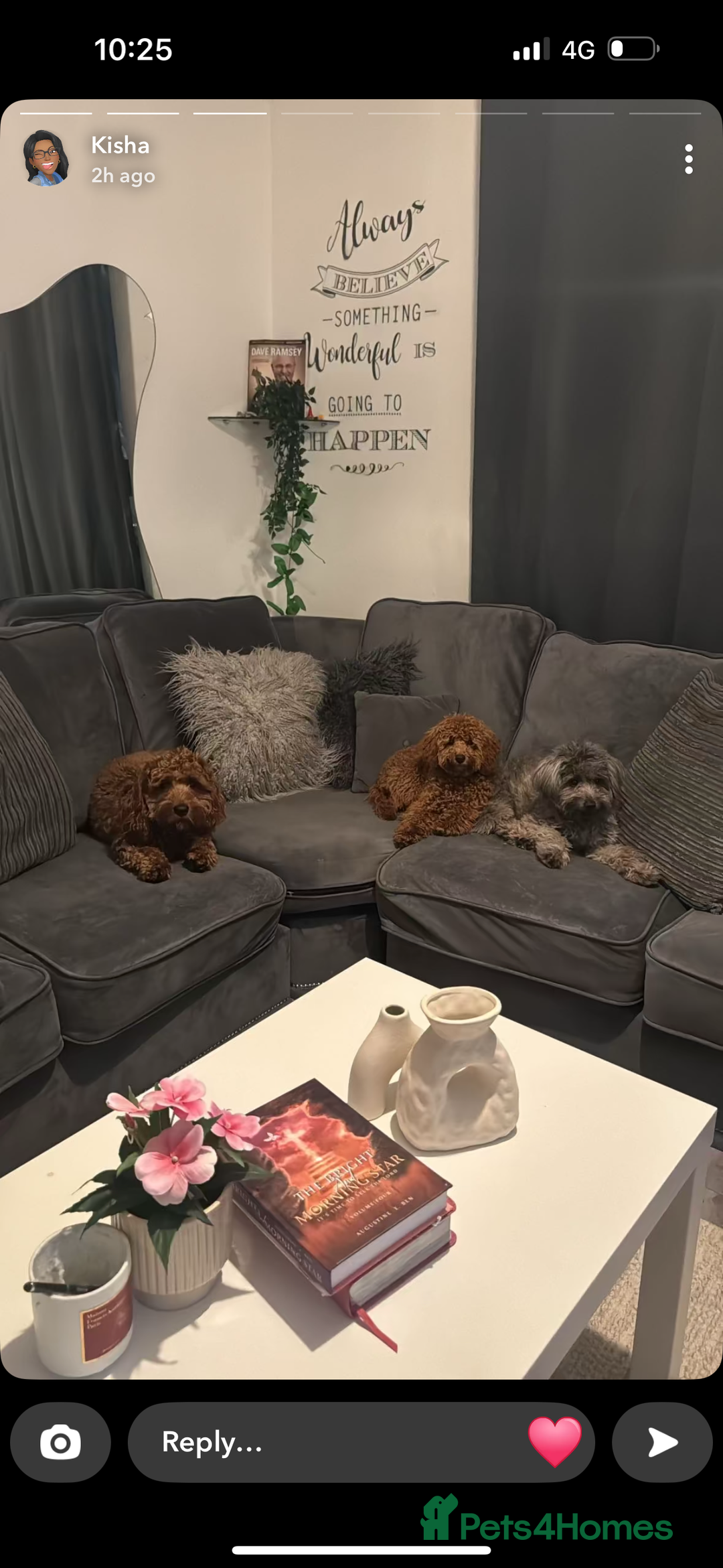 Mixed Breed dogs for sale: Puppies looking for a loving family  - Image 20