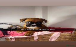 Boxer dogs for sale: Flashy boxer/red - natural bob tail/tail  - Image 20