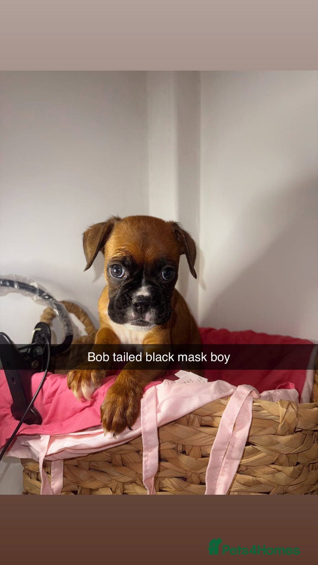 Boxer dogs for sale: Flashy boxer/red - natural bob tail/tail  - Image 20