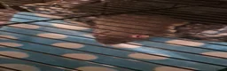 Rat rodents for sale: 2 Male rats + Cage and accesorios in Gerrards Cross - Advert 2