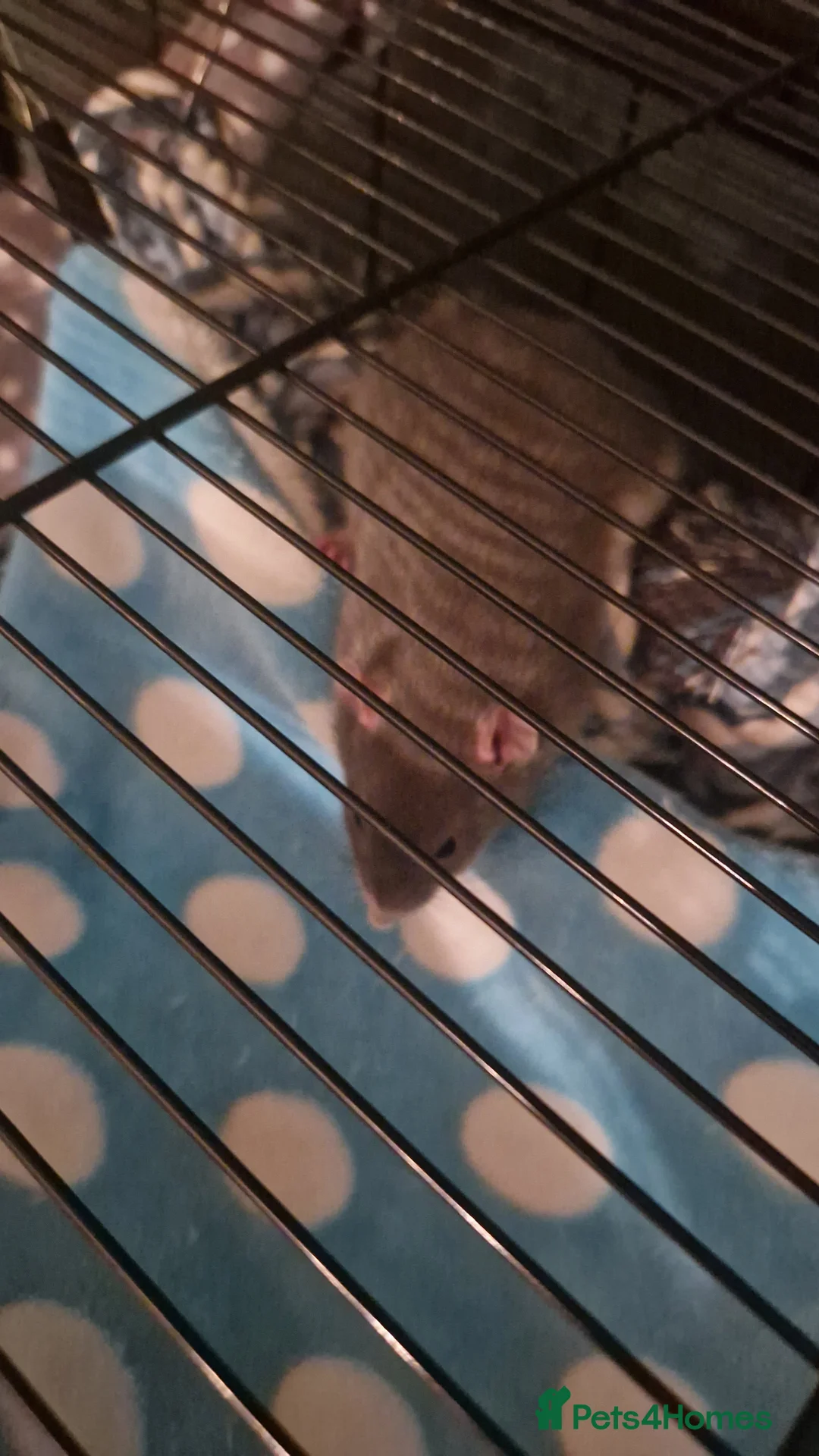 Rat rodents for sale: 2 Male rats + Cage and accesorios in Gerrards Cross - Advert 2