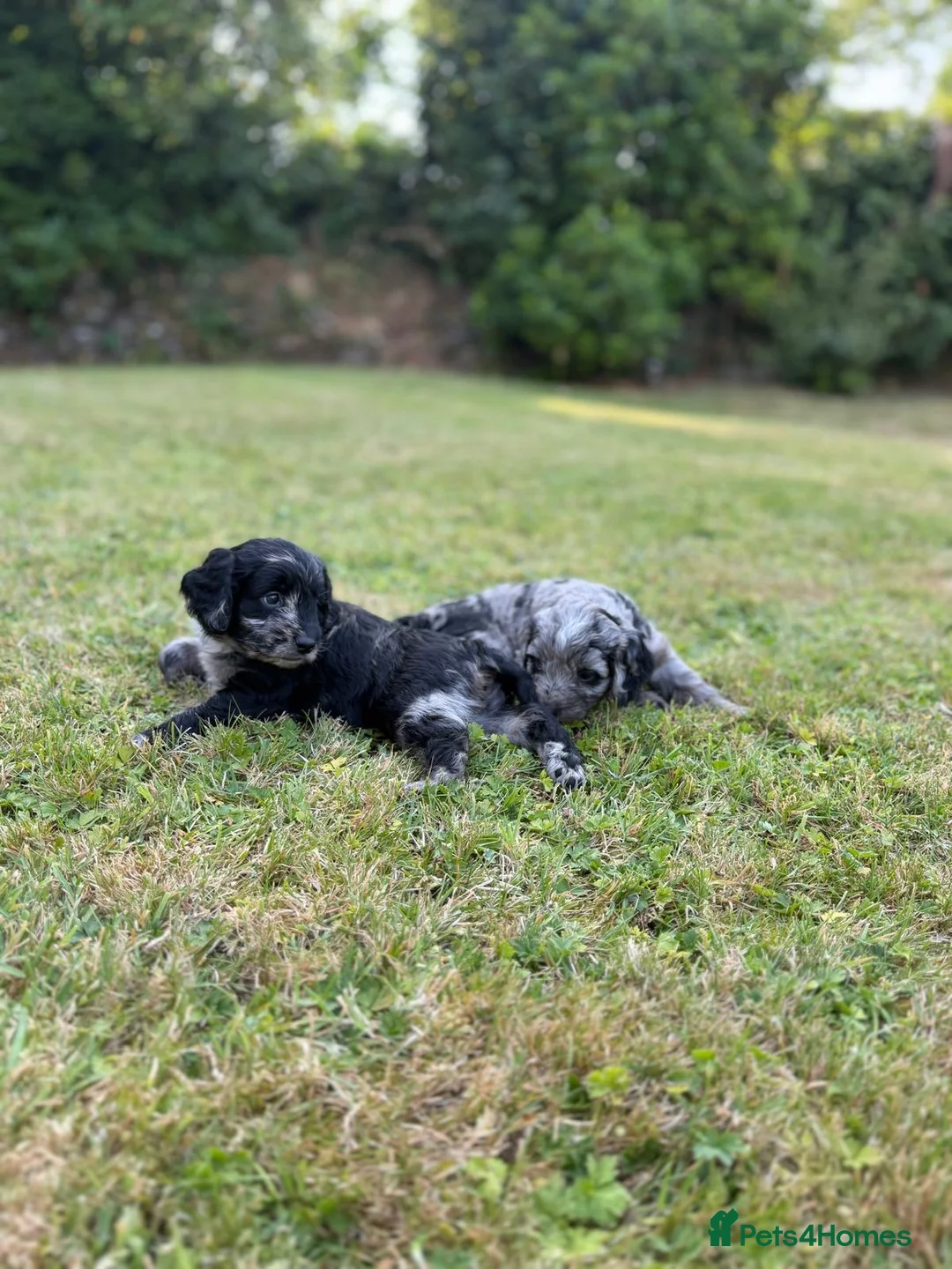 Cockapoo dogs for sale: 6 beautiful F1 cockapoo pups for sale in Neath - Advert 2