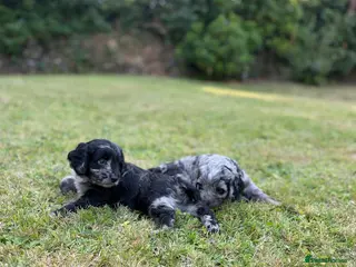 Cockapoo dogs 6 beautiful F1 cockapoo pups for sale - Advert 3