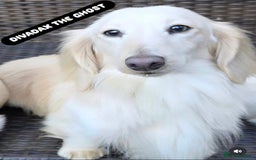 Miniature Dachshund dogs for sale: Stunning snow white cream miniature Dachshunds  - Image 4