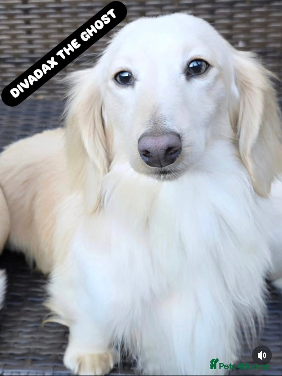 Miniature Dachshund dogs for sale: Stunning snow white cream miniature Dachshunds  - Image 4