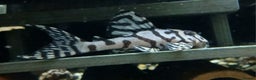 Other/Mixed Breed fish for sale: L236sw and l236rb - Advert 1