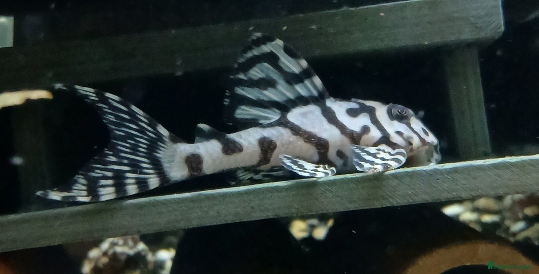 Other/Mixed Breed fish for sale: L236sw and l236rb - Image 1