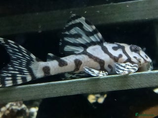 Other/Mixed Breed fish for sale - Advert 3