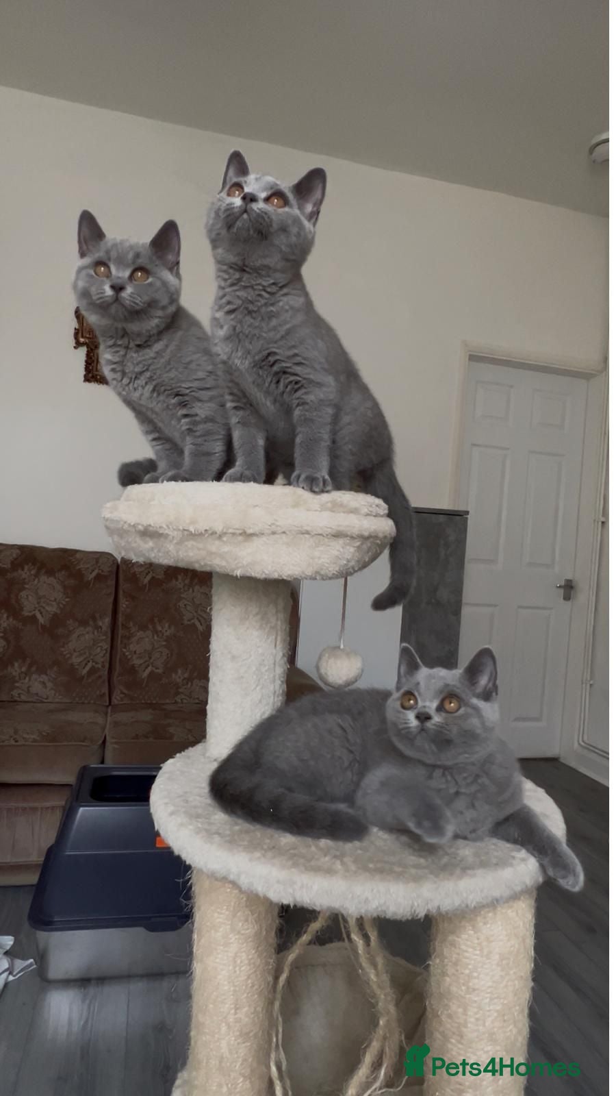 British Shorthair cats Three sweet blue Britishshorthair kittens girls  - Advert 1