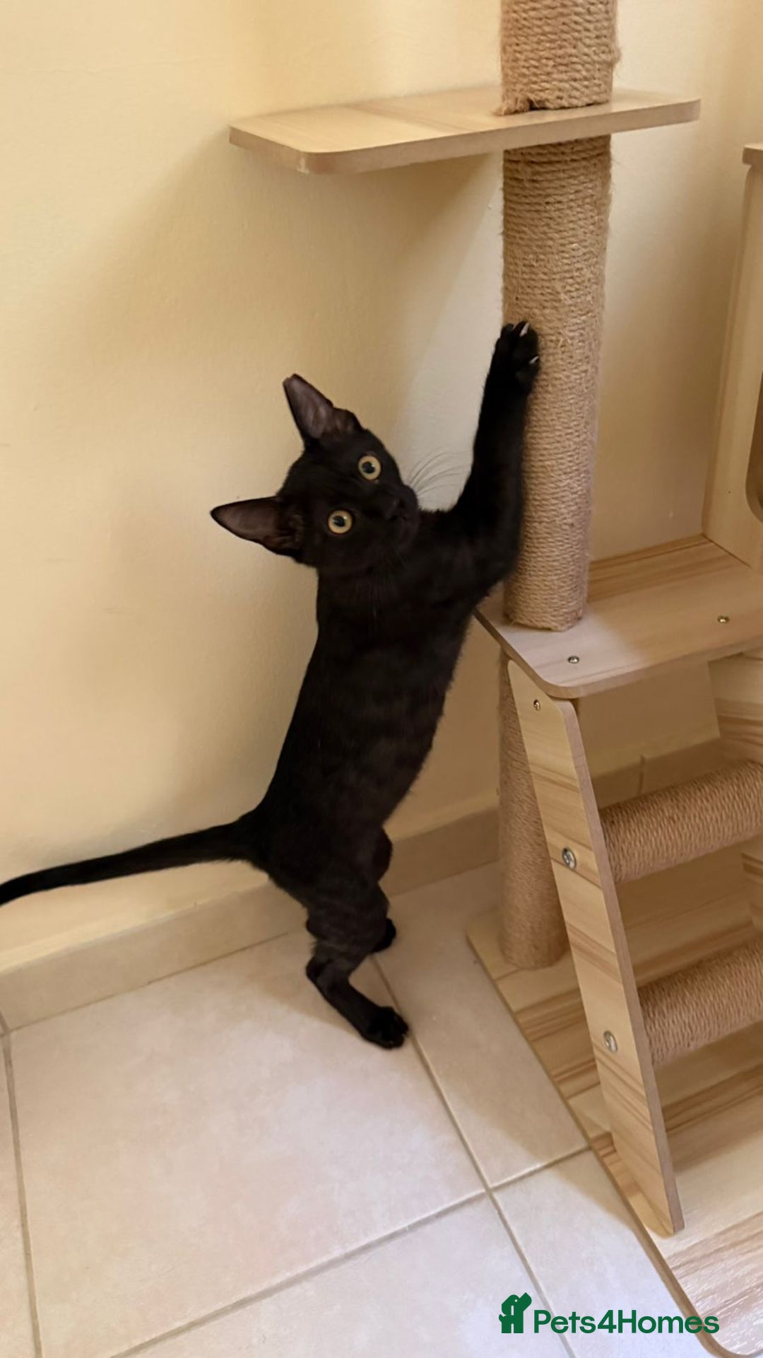 Mixed Breed cats for adoption: [Indoors Only] Lovely & Playful Trio Brothers - Advert 19