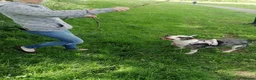 Mixed Breed dogs for adoption: ‼️ URGENT FOSTER NEEDED: LINA in Burton-on-Trent - Advert 27