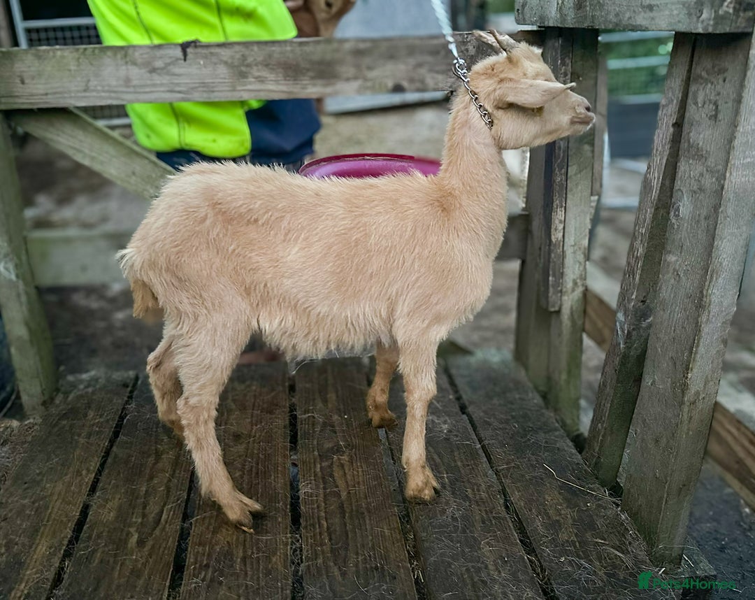Goats livestock for sale: 2024 2025 does and wether for sale Boer x RGG - Image 5