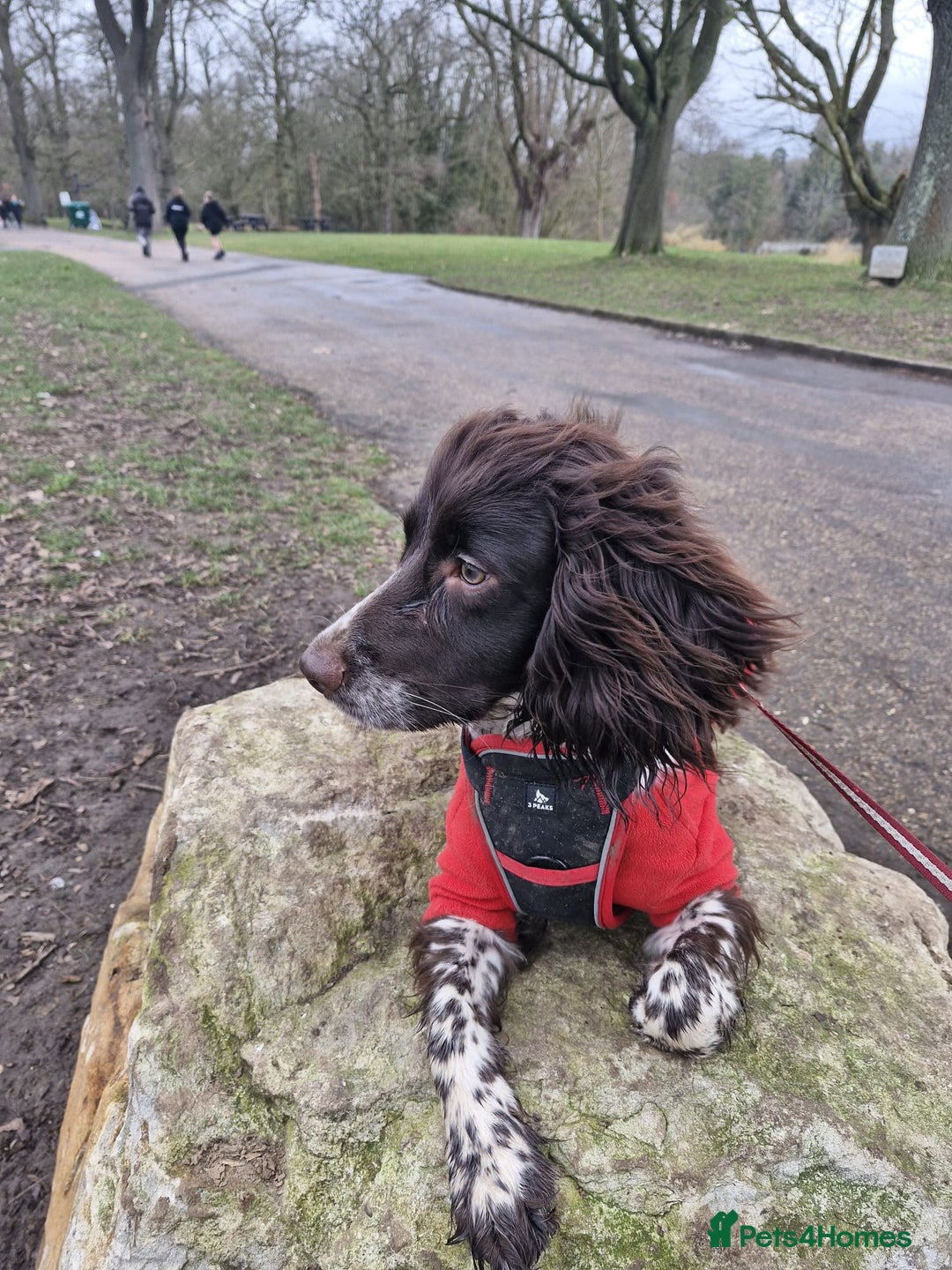 Cocker Spaniel dogs for stud: beautiful boy cocker spaniel ready 4 a  girlfriend - Image 7