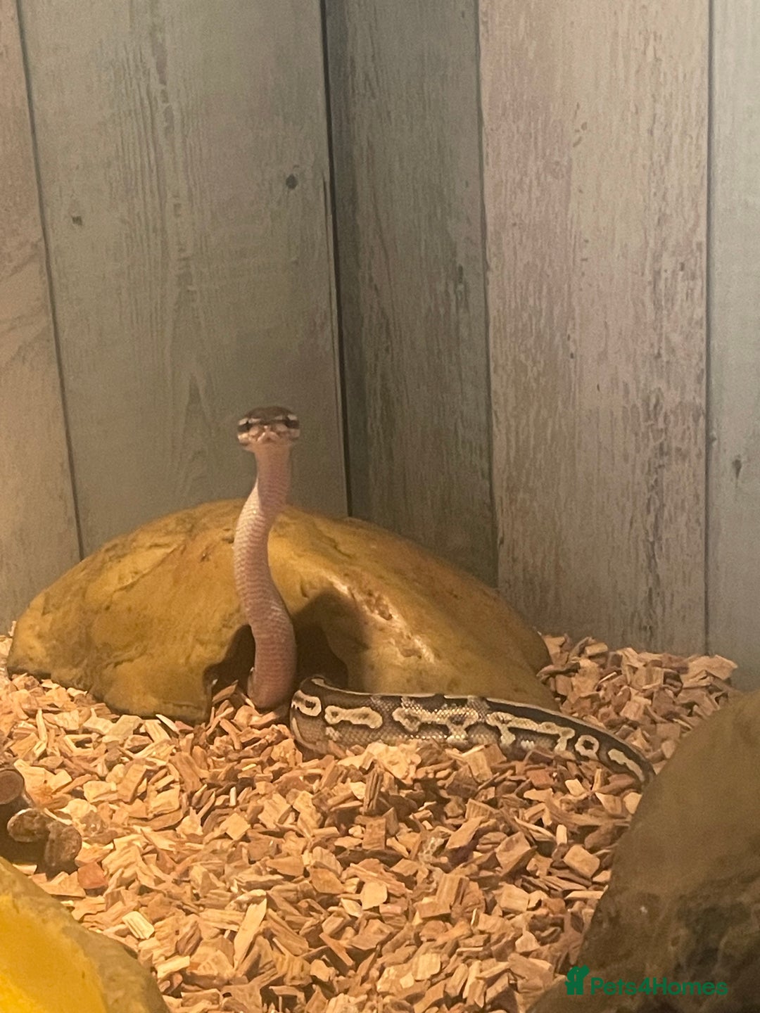 Python Snake reptiles for sale: 1yr old Royal phython -Freddy - Image 4
