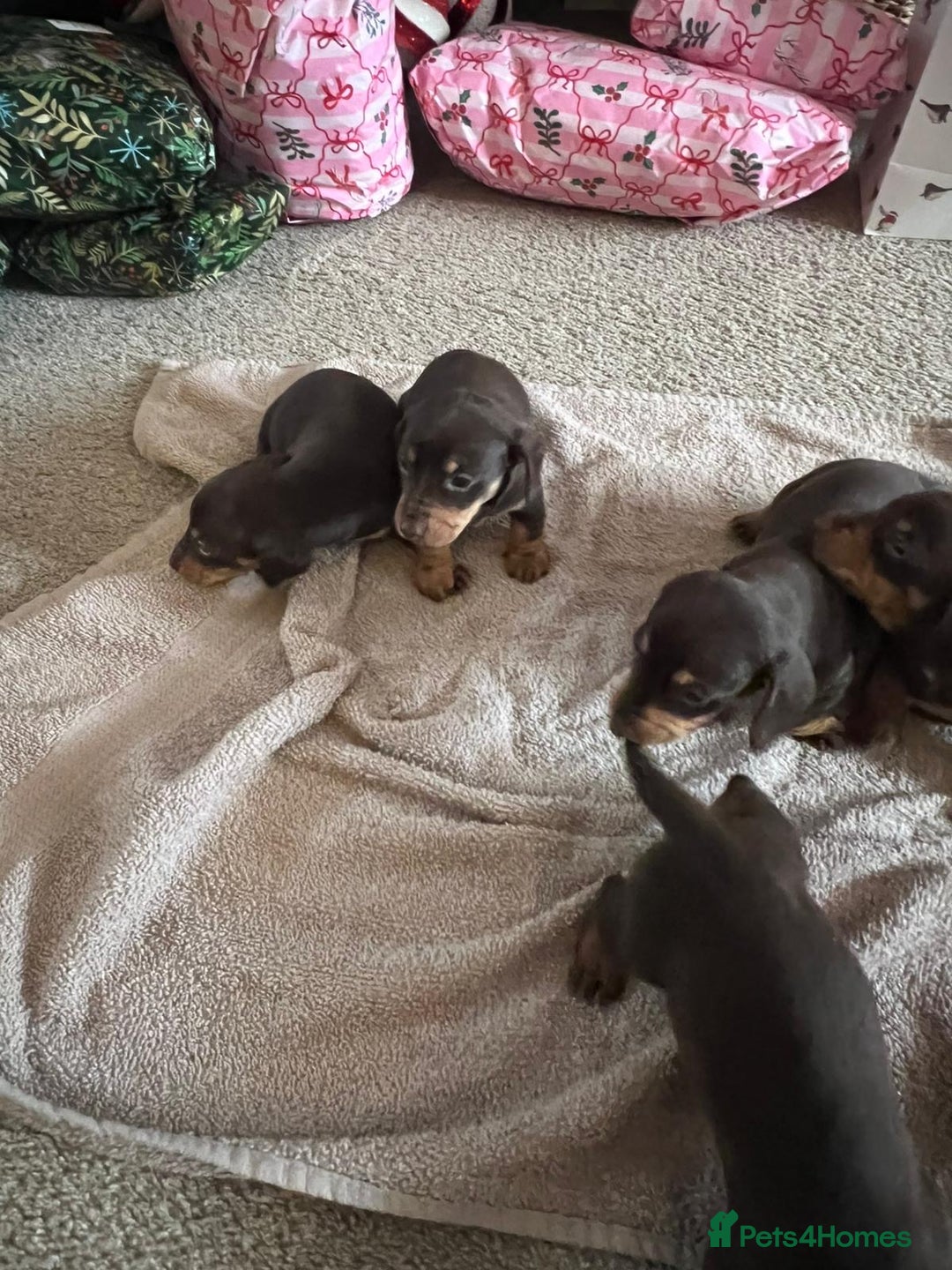 Miniature Dachshund dogs for sale: Chocolate & tan miniature dachshunds  - Advert 7