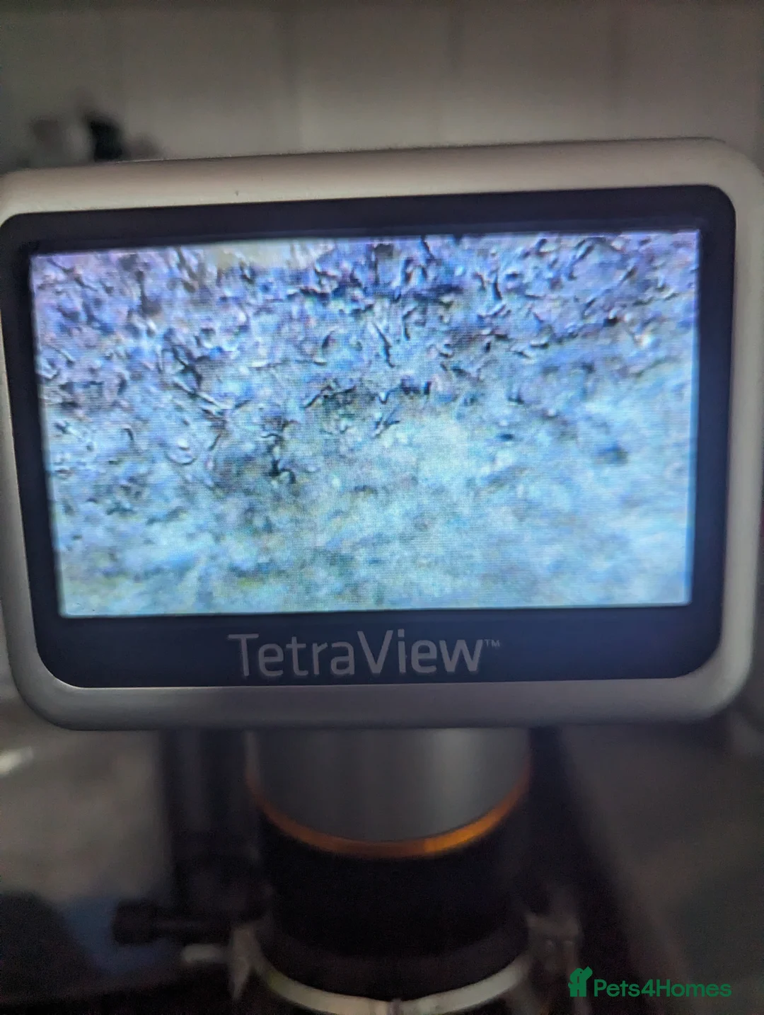 Border Collie dogs for stud: Proven tri blue Merle with two blue eyes in Darlington - Advert 13