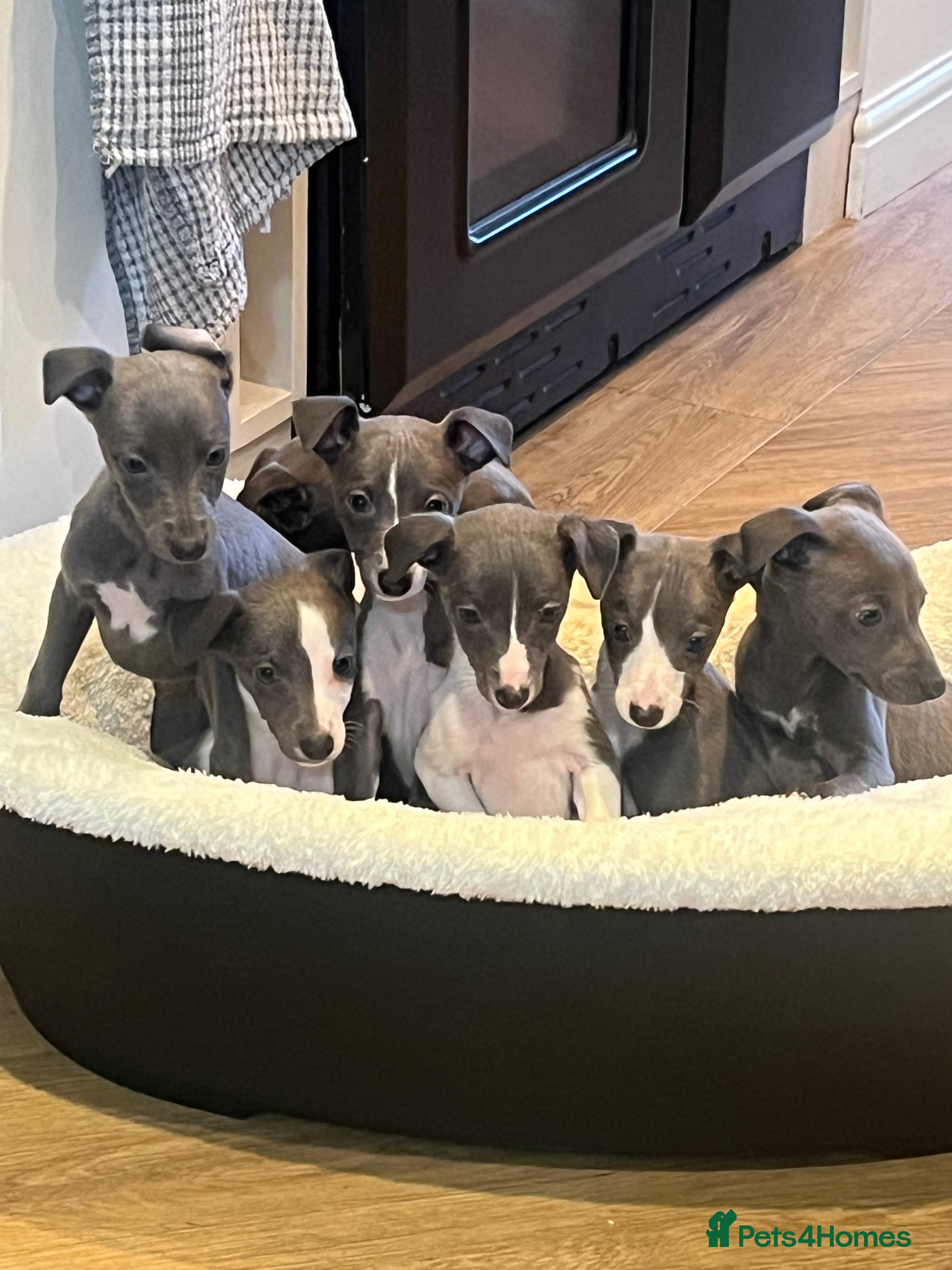 Whippet dogs Beautiful pedigree whippets  - Advert 3