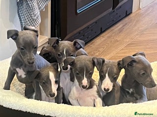 Whippet dogs Beautiful pedigree whippets - Advert 3