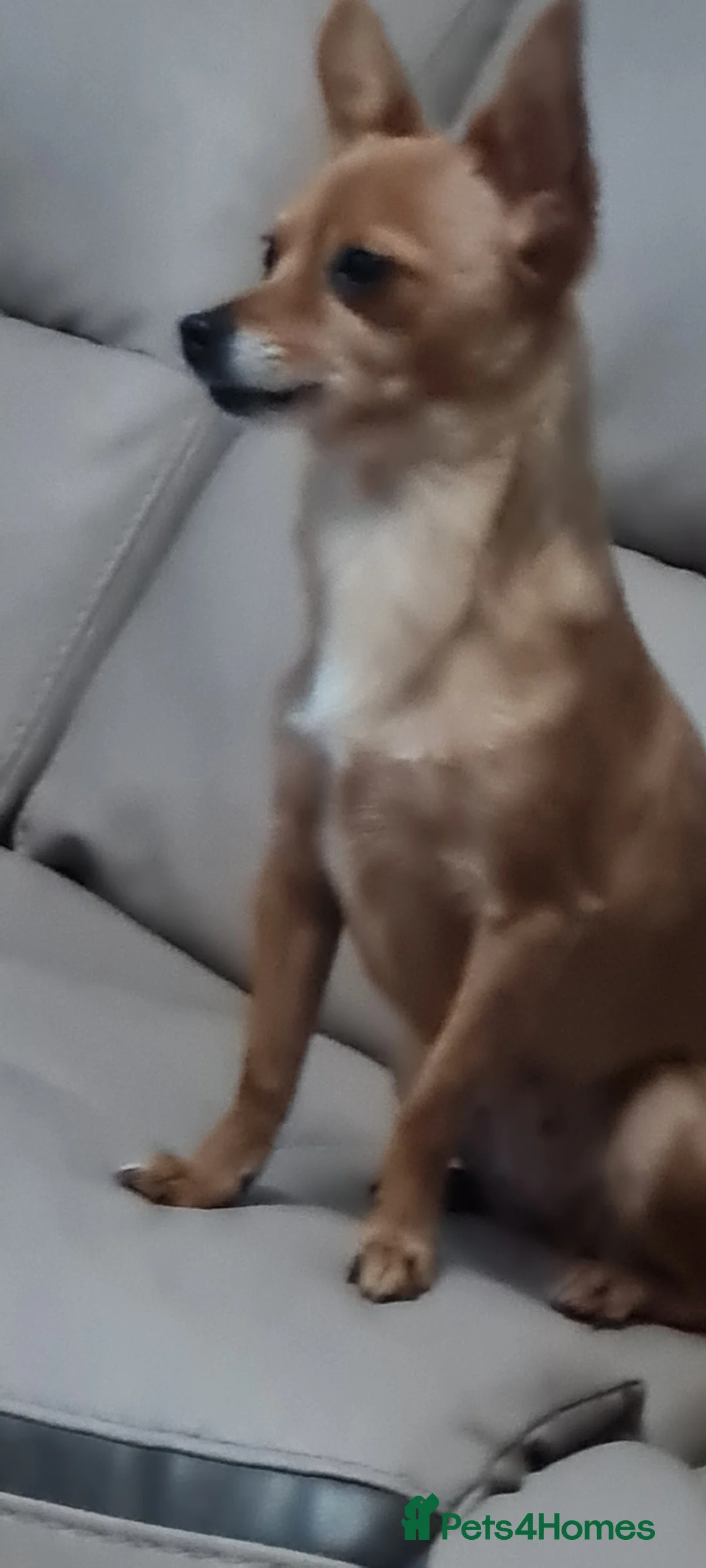 Mixed Breed dogs for sale: Attention...tree mixed chihuahua puppys for sale.. - Advert 16