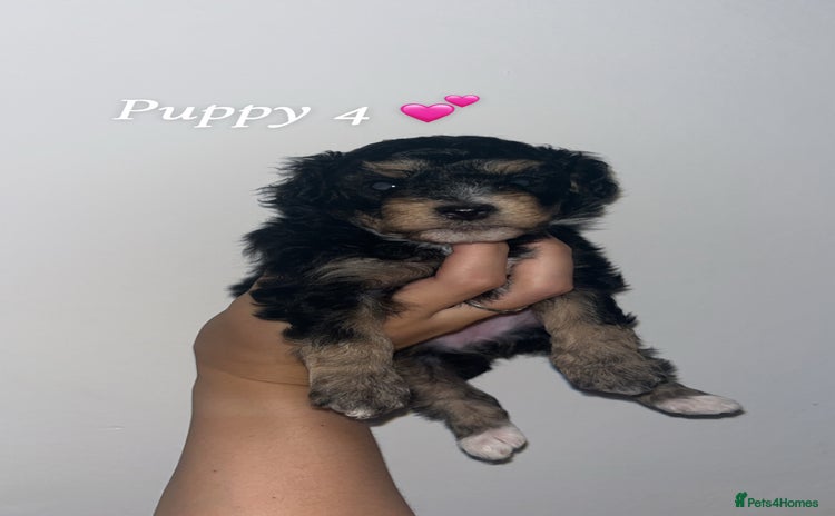 Poochon dogs - Advert 2