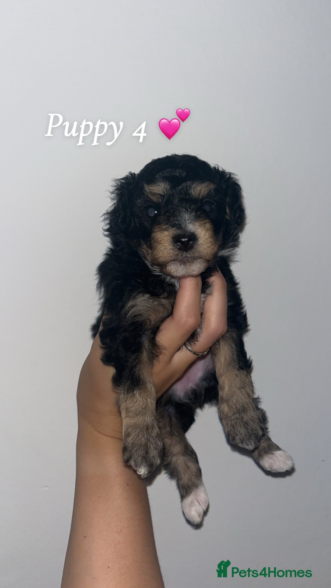 Poochon dogs for sale: Poochon puppies looking for their forever homes 🩷 - Image 1