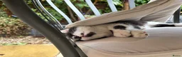 Mixed Breed cats for sale: Beautiful black-white male kitten, 3 months old in Minehead - Advert 10