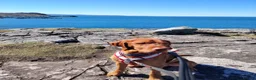 Hungarian Vizsla dogs for sale: Fudge  - Advert 5