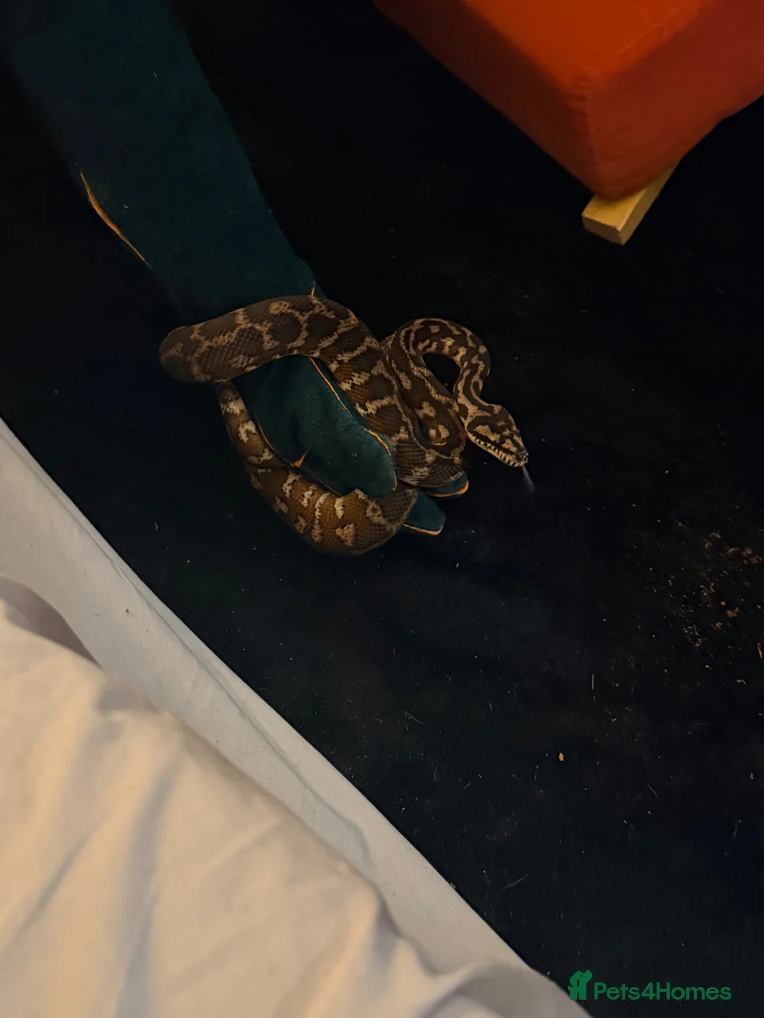 Python Snake reptiles for sale: Jimney  - Advert 2