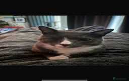 Domestic Shorthair cats for sale: Affectionate Cat Seeks Outdoor Home - Image 2